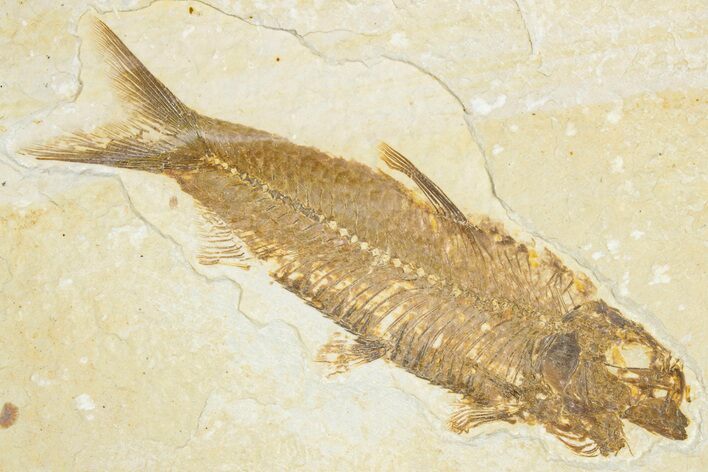 Detailed Fossil Fish (Knightia) - Wyoming #348040